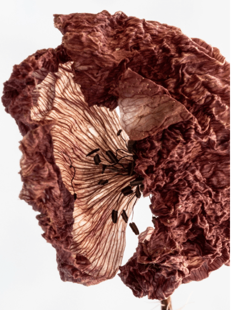 Nouveautés - Arhø Beauty