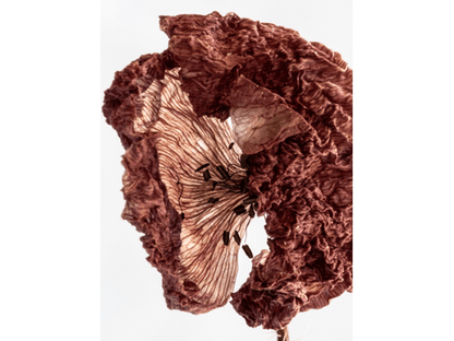 Allured Sobriety ANGELA LAGANA - Arhø Beauty